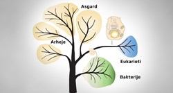 Pronađen drevni organizam iz kojeg su potekli svi složeni organizmi