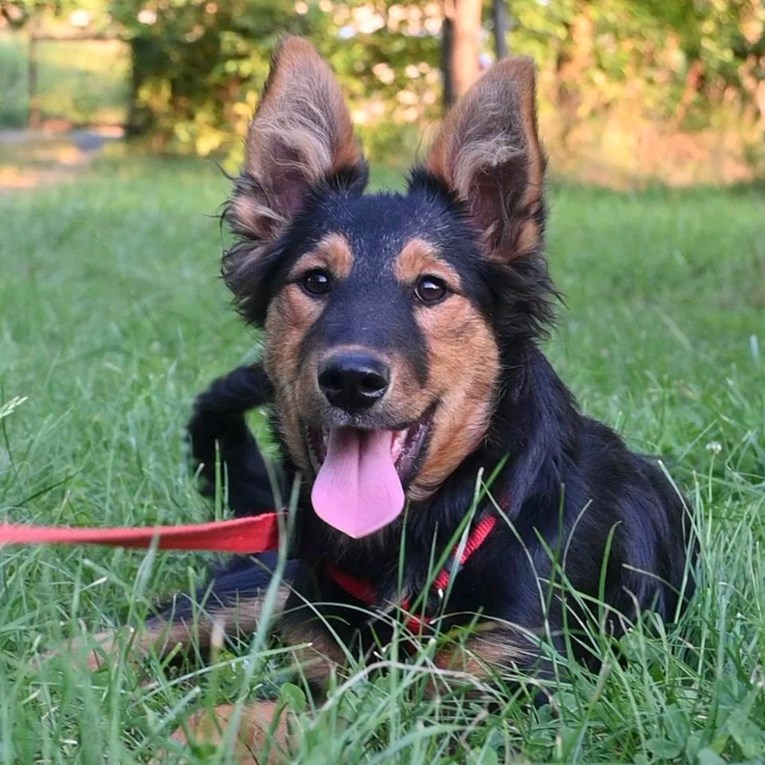 Mlada ovčarka Zuzi traži dom. Obožava igranje i trčanje s drugim psima
