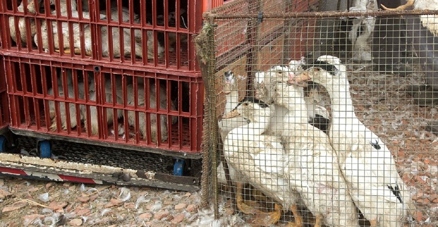Europska komisija predložit će zakon o zabrani uzgoja životinja u kavezu