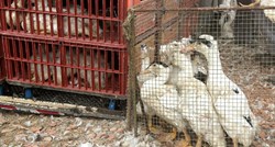 Europska komisija predložit će zakon o zabrani uzgoja životinja u kavezu