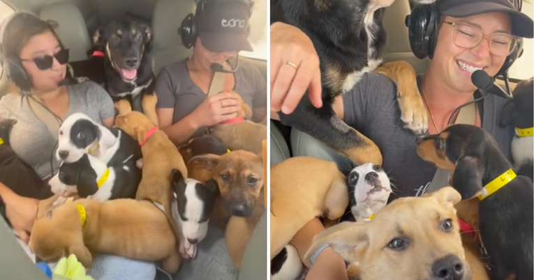 Žena avionom prevezla 27 štenaca na sigurno kako bi ih spasila od eutanazije