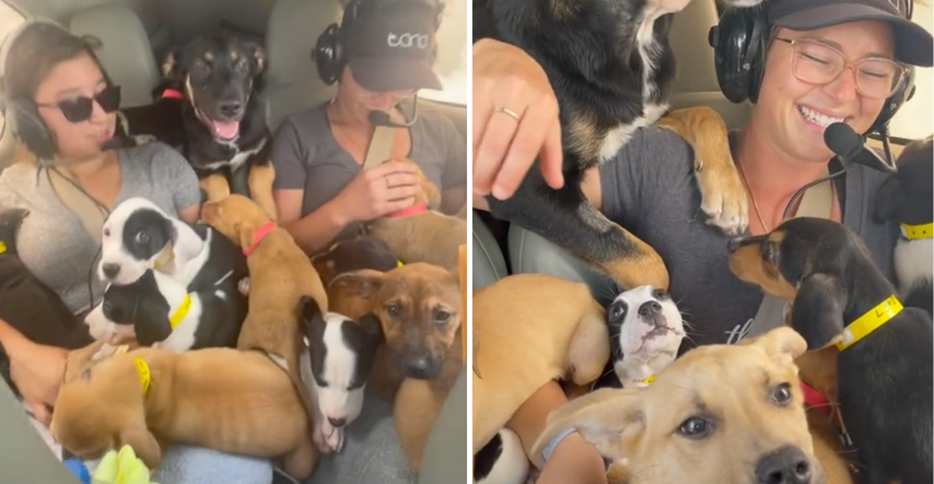 Žena avionom prevezla 27 štenaca na sigurno kako bi ih spasila od eutanazije