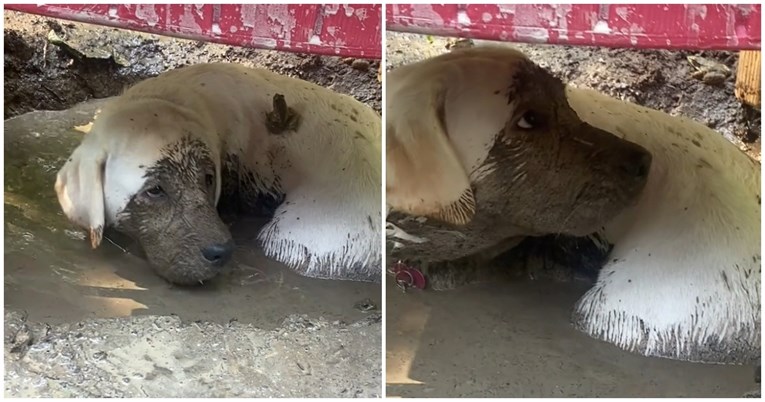 Labradorica skočila u blato i ostavila vlasnicu bez riječi, video je viralan