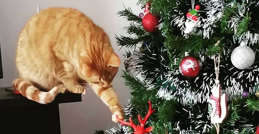 Kako spriječiti mačku da skače i uništava božićno drvce? To je moguće uz ove trikove