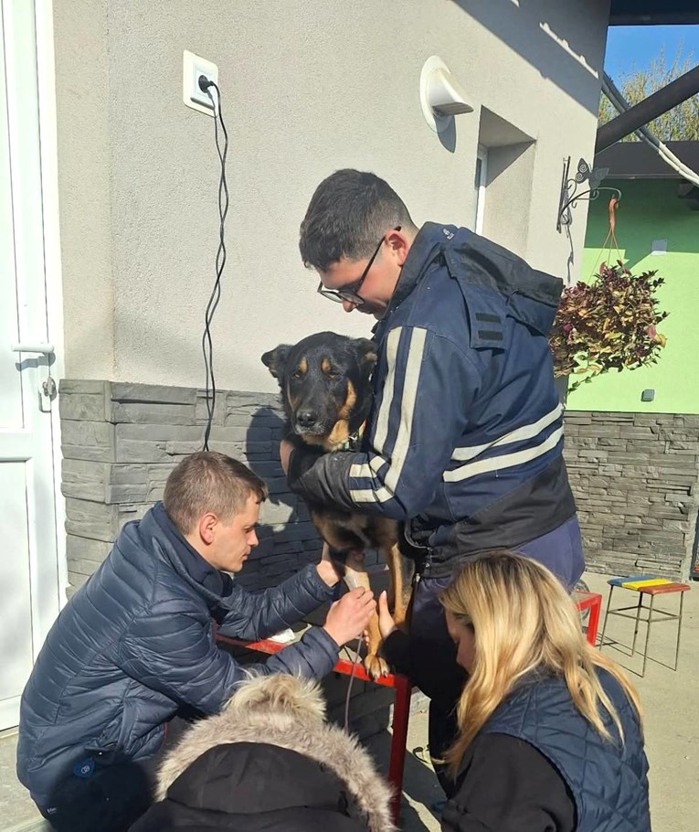 Heroj iz osječkog azila: Pas Atila darovao krv nepoznatom psu