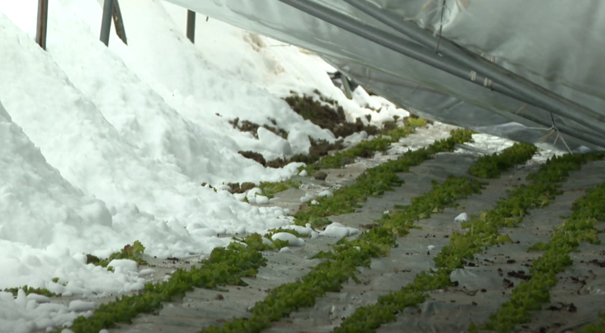 Tisuće komada salate ostale pod snijegom i potrganim plastenicima u Podravini