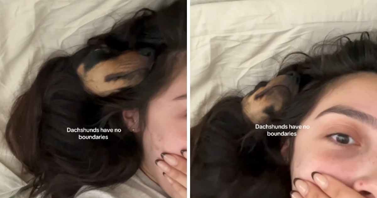 Video slatkog jazavčara koji spava zapetljan u kosi vlasnice postao viralan