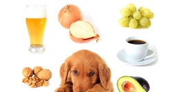 Ove namirnice su opasne za pse, neke od njih mogu imati i fatalne posljedice