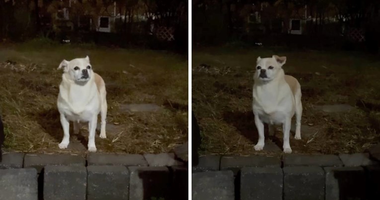 Drama na kiši: Psić satima trpi jer odbija pokisnuti