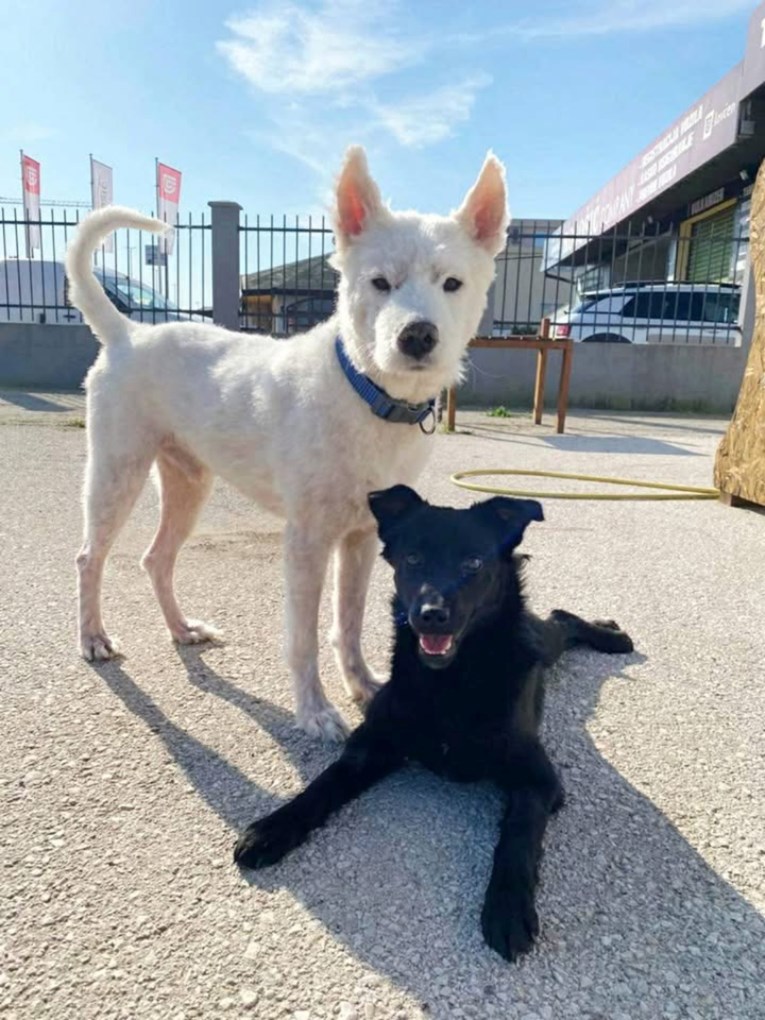 Prošao je pakao, ali nije izgubio vjeru u ljude: Samojed Stepan traži dom