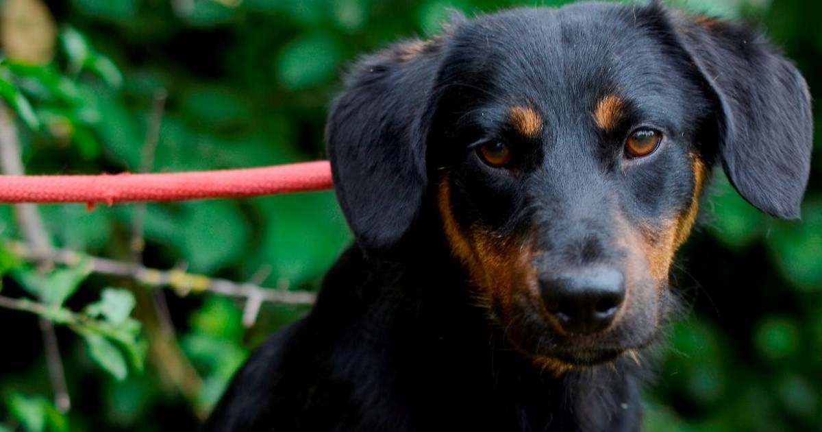 Nema ni jednu godinu, a već traži dom. Slatki Matula čeka svoje ljude