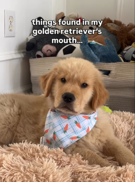 Vlasnik pokazao štenca koji gricka sve pred sobom jer mu rastu zubi, video je hit 😂