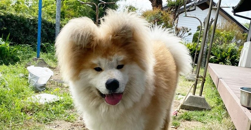 Psić postao zvijezda na Instagramu, nije teško vidjeti zašto