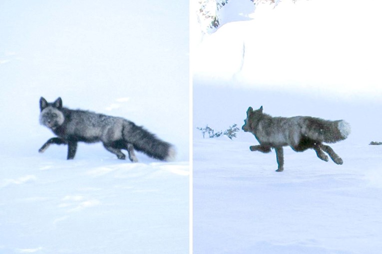 Iznimno rijetka životinja prvi put viđena u kalifornijskom planinskom lancu