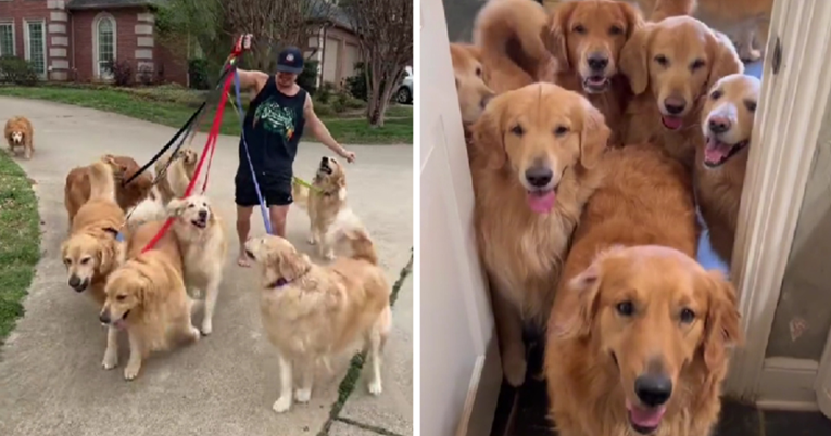 VIDEO Amerikanac zadržao cijelo leglo zlatnih retrivera, sada je vlasnik 13 pasa