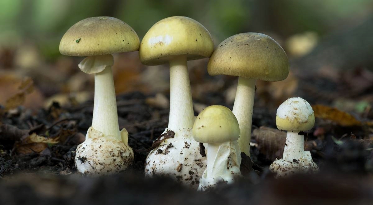 Australka privedena zbog troje mrtvih. Za ručak im poslužila otrovne gljive?