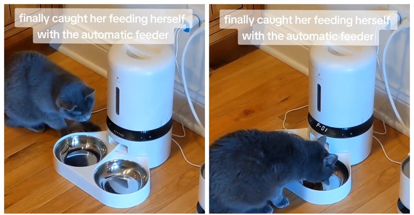 4.2 milijuna pregleda: Ova mačka je sama naučila koristiti automatsku hranilicu