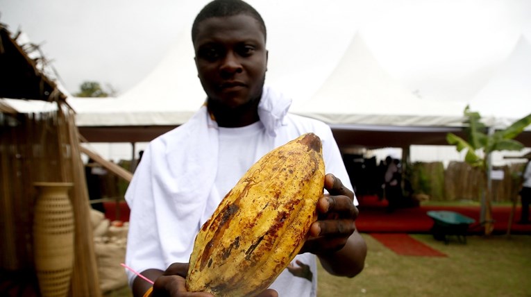Suša na zapadu Afrike ugrozila urod kakaovca