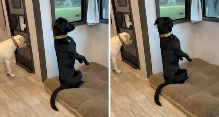 Ljude nasmijali labradori koji "čuvaju" kuću, pišu: "Glup i gluplji u psećem svijetu"