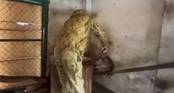 VIDEO Rusi prije bijega iz Hersona ukrali životinje iz ZOO-a, pogledajte
