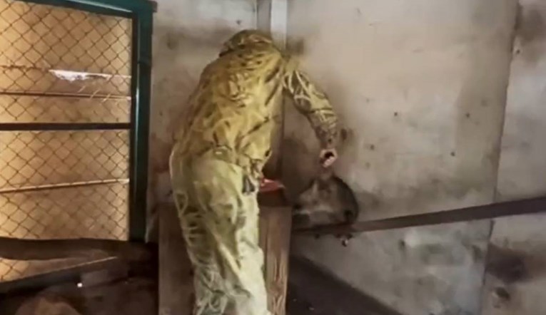 VIDEO Rusi prije bijega iz Hersona ukrali životinje iz ZOO-a, pogledajte