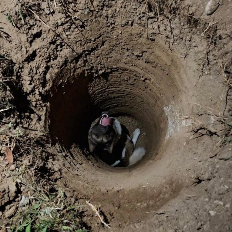 Petrinjski vatrogasci spasili psa koji je upao u rupu u ulici