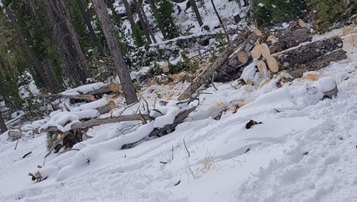 Na ovoj fotografiji nalazi se pas, koliko vremena vam je potrebno da ga uočite?