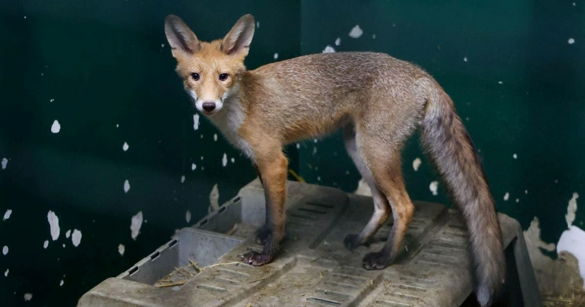 Zagrebački ZOO objavio apel građanima zbog lisica: Zatvarajte spremnike za smeće