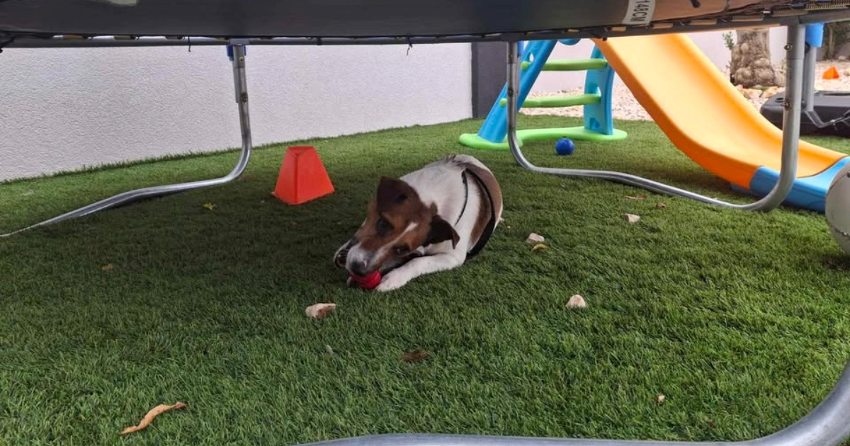 Maks je prije šest mjeseci nestao kod Zadra. Sada je nađen u šumi kod Našica