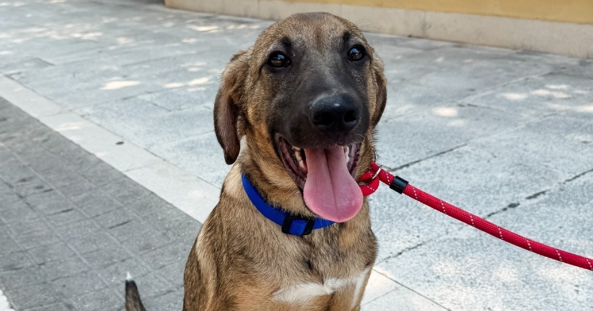 Oscara su kao štenca ostavili ispred azila. Još uvijek ga nitko nije poželio udomiti