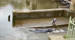 VIDEO Mladi kit zalutao u rijeku Temzu, ozlijeđen je