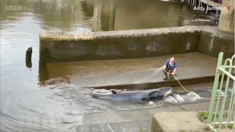 VIDEO Mladi kit zalutao u rijeku Temzu, ozlijeđen je