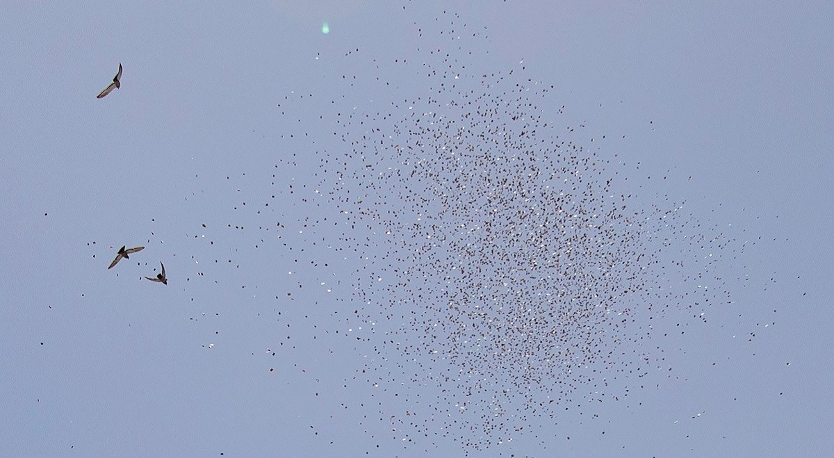 Izraelski avioni iznad Gaze ispustili letke sa slikom mrtvog šefa Hamasa i porukom