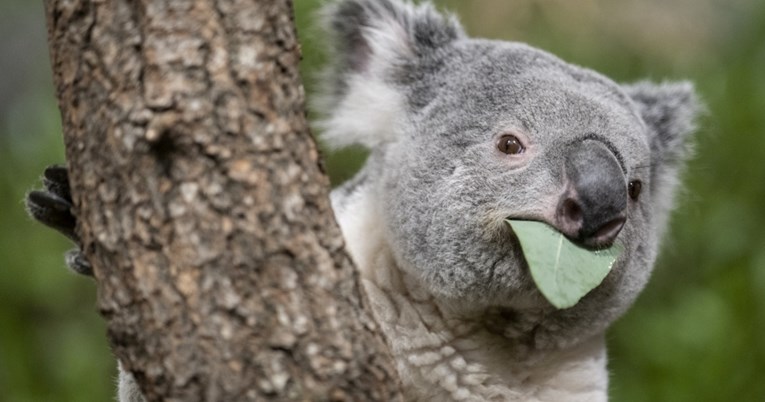 Koala kriomice jela sadnice eukaliptusa pa napravila štetu veću od 3000 eura