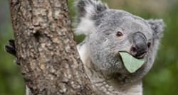 Koala kriomice jela sadnice eukaliptusa pa napravila štetu veću od 3000 eura