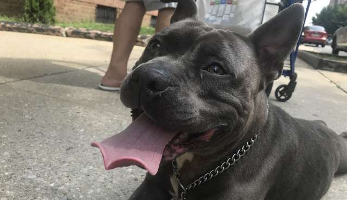 Vlasnik je odveo na šišanje, kujica nije imala pojma da se neće vratiti po nju