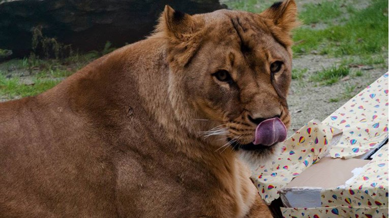 Na Štefanje životinjama u zagrebačkom ZOO-u stižu šareni darovi