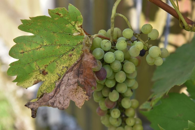 Zlatna žutica ozbiljno ugrožava hrvatsko vinogradarstvo