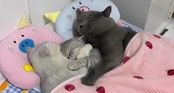 Video mačića koji spava priljubljen uz roditelje na krevetiću oduševio je internet