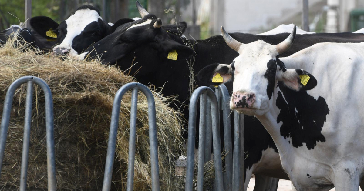 Stočarima isplaćeno 6.5 milijuna eura