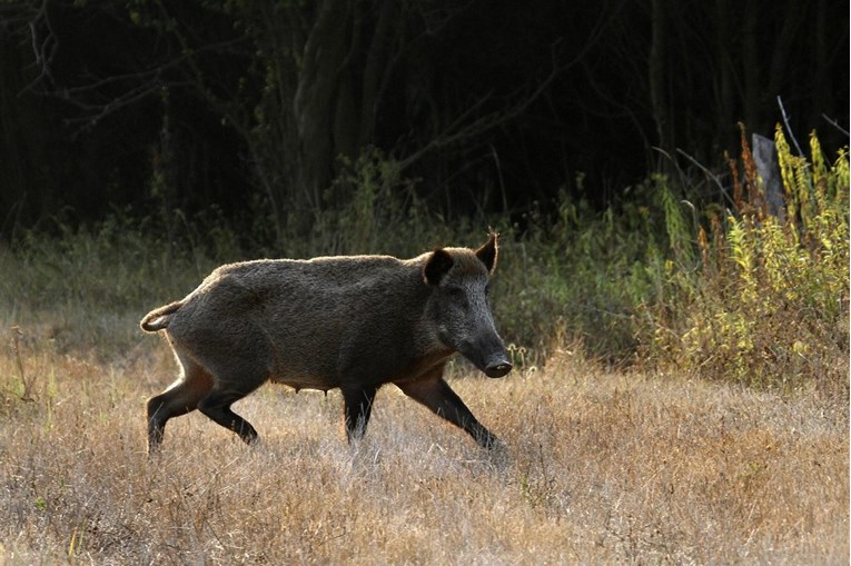 Zbog straha od afričke kuge, u Hrvatskoj ubijeno 13 tisuća divljih svinja