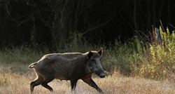 Zbog straha od afričke kuge, u Hrvatskoj ubijeno 13 tisuća divljih svinja