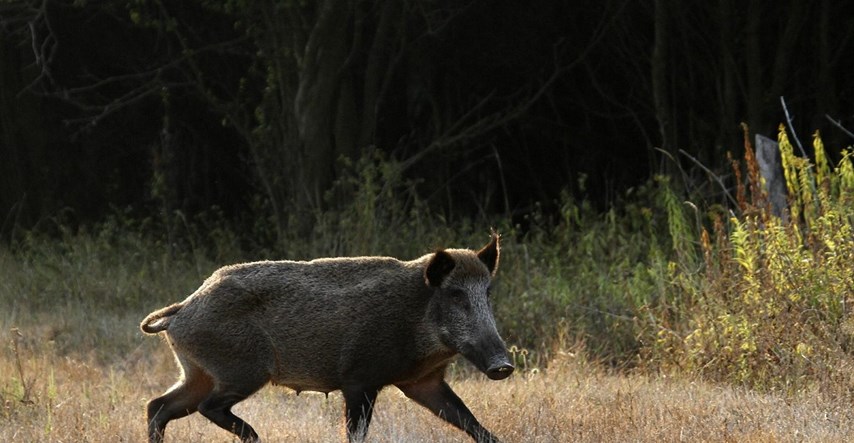 Lovci u Francuskoj u jednom danu odstrijelili 158 divljih svinja
