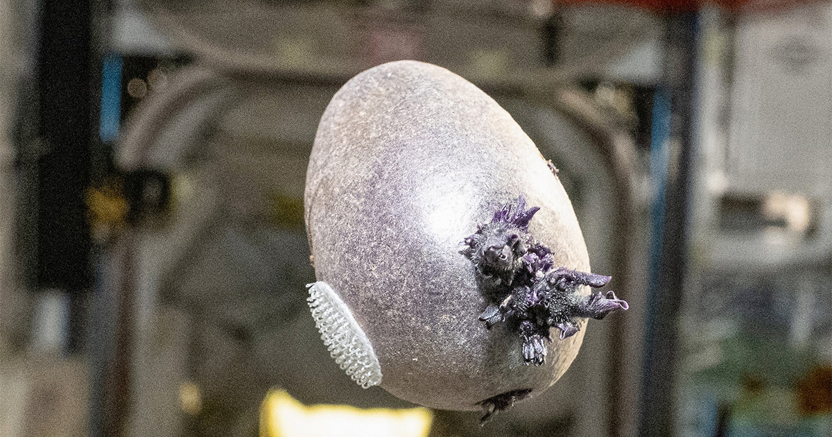 Krumpir u svemirskoj postaji izazvao paniku: "Spalite ga!"