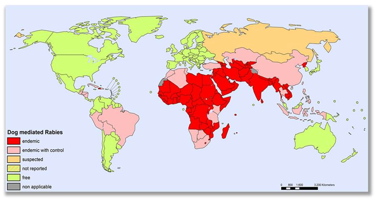 Pojavnost bjesnoće u pasa (urbana bjesnoća) na globalnoj razini 2025.