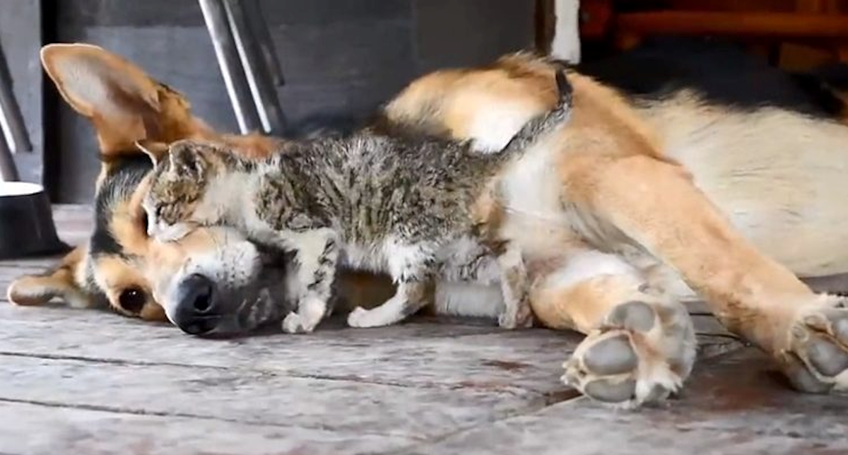 Pas Tom i mačak Jerry, popularni dvojac, ponovno su bez doma