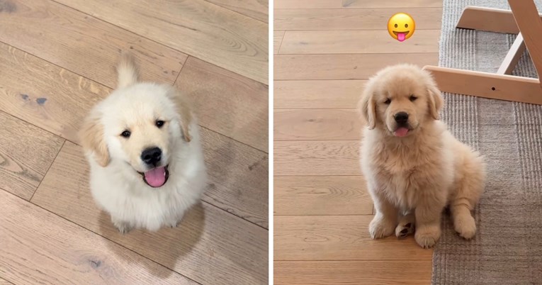 Štene zlatnog retrivera postalo viralno zbog preslatkih izraza lica
