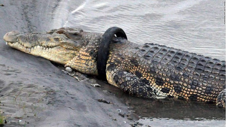 Krokodil godinama živi s gumom oko vrata, novčana nagrada onom tko je skine