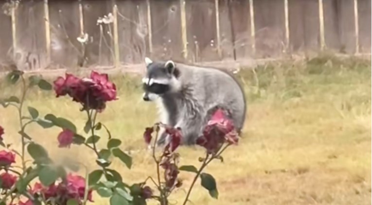 Rakun se ušuljao u dvorište i zaigrao s psećim igračkama kao pravi ljubimac