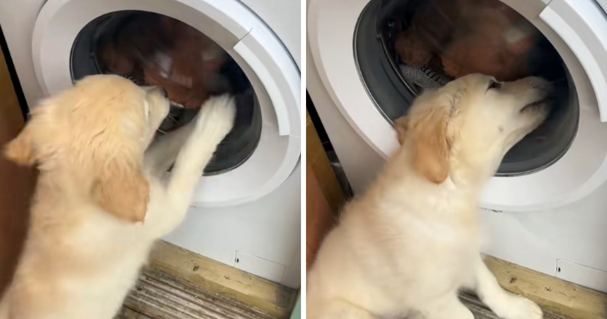 Vlasnica stavila prati igračke svog psa, on nestrpljivo čekao ispred perilice rublja